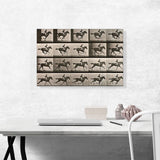 Animal Locomotion - The Gallop 1887 (2)
